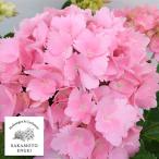 花木 庭木の苗 アジサイ ミセスクミコ3.5号ポット