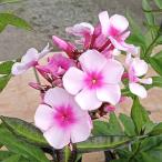 草花の苗/フロックス：ブライトアイ...