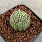 観葉植物ユーフォルビアステリスピナ...