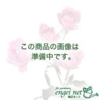 球根/アリウム：アート4球セット