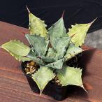 観葉植物/サマーセール アガベ:白中斑(イシスメンシス系) 3号スクエア鉢