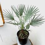 ショッピングモロッコ 観葉植物 ヤシ チャボトウジュロ セリフェラ 7号鉢植え