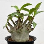 観葉植物/サマーセール アデニウム:アラビカム ドワーフ 4号鉢植え