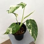観葉植物/モンステラ:ボルシギアーナバリエガータ(白斑) 4号鉢植え
