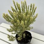 花木庭木の苗マートル斑入り小葉5号ポット