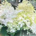 花木 庭木の苗 ノリウツギ（糊空木） シュガーラッシュ4号ポット