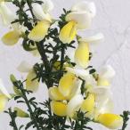 花木 庭木の苗 エニシダ ほほえみ 3-3.5号ポット