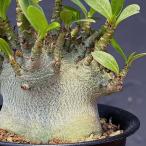観葉植物/アデニウム：アラビカムス...