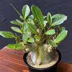 観葉植物/アデニウム：アラビカムス...