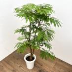 観葉植物/エバーフレッシュ7号鉢植え*