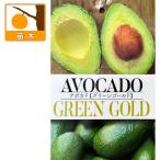 果樹の苗アボカドグリーンゴールド5...