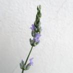  трава. рассада лаванда (la van DIN серия ) Scottish kote-ji3 номер pot 2 АО комплект 