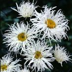 . цветок. рассада автомобиль Star te-ji- Old пальто 3 номер pot 