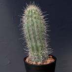 観葉植物/サボテン：武倫柱5号鉢植え