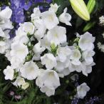 草花の苗カンパニュラパーシフォリア...