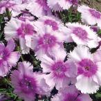 草花の苗ダイアンサスダイアナラベン...