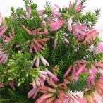 草花の苗/エリカ：リンネオイデス3...