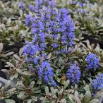 アジュガフェザーフレンズノーブルナ...