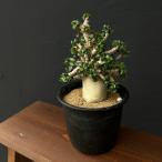 観葉植物アデニウムアラビカム巻葉4...