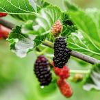  фруктовое дерево. рассада maru Berry ( тутовик ) USA 3 номер pot 