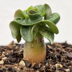 観葉植物/アデニウム：アラビカムD...