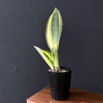 観葉植物/サンセベリア：マッソニア...