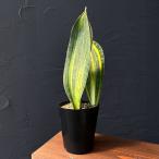 観葉植物/サンセベリア：マッソニア...