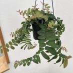 観葉植物マルクグラフィアウンベラー...