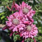 クレマチスの苗 クレマチス ティータイム オブ モナリザ3.5号ポット（フロリダ系）