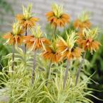 球根/フリチラリア：インペリアリス...