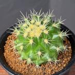 観葉植物サボテン短刺キンシャチ3号鉢植え