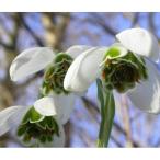 球根/スノードロップ：八重咲き3球セット