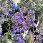 . цветок. рассада sa рубин a голубой chi ключ ta3.5 номер pot 