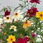 草花の苗コレオプシスプチドリーム3...