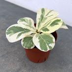 観葉植物カシワバゴムイボンヌ3.5...