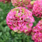 la наан kyula spo mpon Aladdin 5 номер растение в горшке 