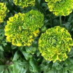 ラナンキュラス ポンポン ピーターパン5号鉢植え