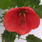 (.. есть специальная цена ) Abu chi long . яблоко 5 номер растение в горшке 