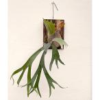 観葉植物/ビカクシダ：ウィリンキー...