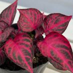 草花の苗棚卸セールイレシネハーブス...