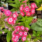 草花の苗/フロックス：フェイマスコ...