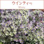  Sakura saw u Inte .- голубой pico ti5 номер растение в горшке 