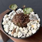 観葉植物 シクラメン ツヴァイ コーデックス仕立て7号鉢植え25-01