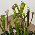 観葉植物/サラセニア：品種おまかせ...