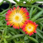 草花の苗 マツバギク おひさま花火 リド マゼンタオレ