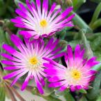 草花の苗 マツバギク おひさま花火 リド マゼンタホワ