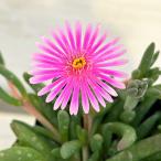 草花の苗 マツバギク おひさま花火 リド ピンク3号ポ