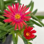 草花の苗 マツバギク おひさま花火 リド オレンジピン