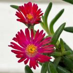 草花の苗 マツバギク おひさま花火 リド マゼンタ3号