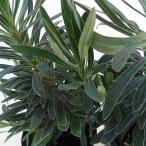 草花の苗 ユーフォルビア レッドウイング3号ポット